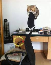 nghịch ty xem co nga ko cats cat nap puppies and kitties