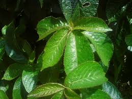 Salah satunya adalah tanaman keji beling. 15 Manfaat Daun Pecah Beling Untuk Kesehatan Dan Pengobatan Serta Cara Pengolahannya Pecah Beling Herbal Indonesia Sehat