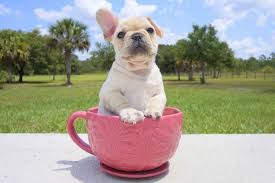 If you are unable to find your french bulldog puppy in our puppy for sale or dog for sale sections, please consider looking thru thousands of french bulldog dogs for adoption. French Bulldogs Puppies For Sale Florida