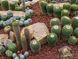 How does the cactus suvurive? 7 Reasons Your Cacti Are Dying World Of Succulents
