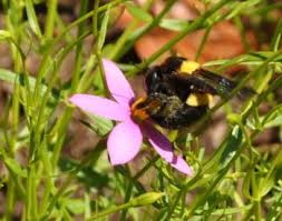 Image result for Chironia