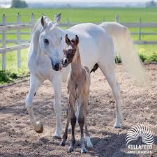 Fotograf Google Fotograflar Horses Horse World Foals