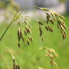 Image result for Scirpus pendulus