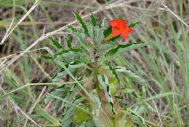 Image result for Pterodiscus elliottii