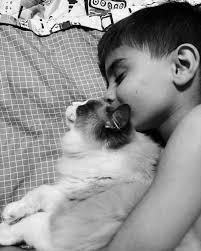 What makes a kitten a ragdoll?