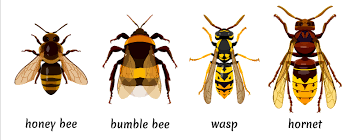 About the american bee project one out of every three bites of food we eat depends on the honey bee. What S The Difference Between A Hornet Wasp And Bee Bugg Control Inc Pest Control