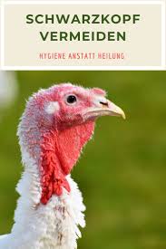 Schwarzkopf Bei Puten Huhnerkrankheiten Schwarzkopfchen Tierarzt