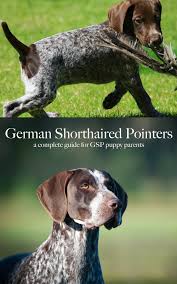 See more ideas about german shorthaired pointer, german shorthair, dogs. German Shorthaired Pointer Breed Information Center A Gsp Dog Guide