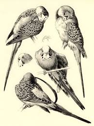 X Rare C1945 Old Tunnicliffe Art Print Budgerigar Bird Budgie Study Of Parakeet Ebay Bird Art Bird Drawings Animal Art