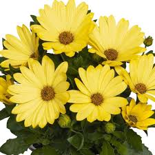 Image result for Osteospermum muricatum