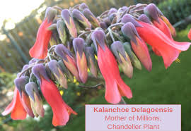 The plant grows multiple plantlets on the edges of each leaf. Kalanchoe Mother Of Millions Chandelier Plant