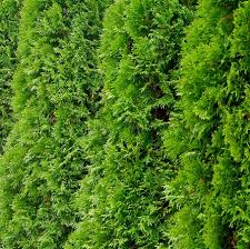 Privacy screens like all hedges can serve several purposes and can add value to many different types of property. 10 Best Privacy Trees For Your Backyard Tall Trees For Privacy In Your Yard