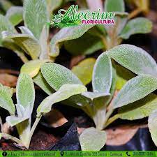 Floricultura Alecrim A Erva Que Tambem E Conhecida Pelos Nomes De Erva Do Pulmao Salsa De Jerusalem E Erva Dos Bofes Da Origem A Um Cha De Pulmonaria Que E Utilizada Como Auxiliar No Tratamento De Problemas