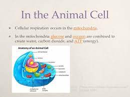 Cellular respiration all materials © cmassengale. Photosynthesis Standard 7 1d Ppt Download