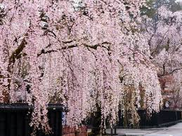 Maybe you would like to learn more about one of these? Weeping Cherry Trees The Best Cascading Faves