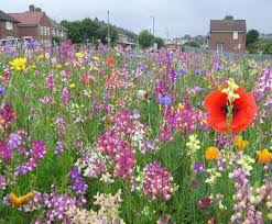 English Wild Flower Meadow Wildflower Seeds Wild Flowers Perennials