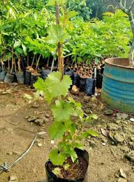Buah anggur hidup di kawasan daratan rendah. Pohon Anggur Hijau Isabella Konstruksi Dan Taman 793917501