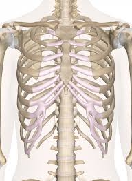 This lesson will cover english vocabulary for the human body parts as follows one of the two soft parts around your mouth where your skin is redder or darker. Bones Of The Chest And Upper Back Body Anatomy Anatomy Bones Body Bones