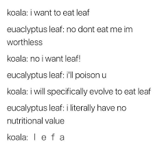 L E F A Funny Koala Funny Tumblr Funny