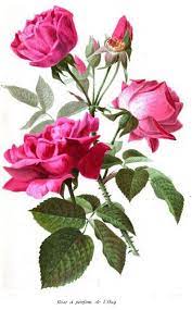 Rose De L Hay Flower Art Painting Flower Painting Flower Art