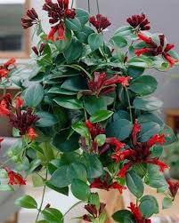 The tropical house plants names are often based on what the flower looks like. 30 Best Indoor Plants For Apartments Best Houseplants For Apartment Dwellers