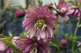 Summer perennials thrive in the intense summer sun of the pacific northwest. Top Ten Winter Blooming Plants For Pacific Northwest Gardens Northwest Garden Pacific Northwest Garden Northwest Flowers