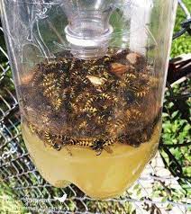 Diy Bee And Wasp Catcher Soda Sugar Beer Vinegar Sweets And A Little Cooking Spray Wala Gone Homemade Wasp Trap Wasp Traps Get Rid Of Wasps