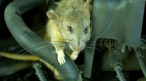 They are no more or less hygienic than their environment. How To Keep Mice Rats And Other Rodents Out Of Your Car Engine Axleaddict