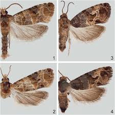 Image result for Lobesia botrana grapevine