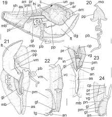 Vizualizezi episodul meryem | ep 23 aici la filmegratuit.com. Comparative Anatomy Of Selected Marine Bivalves From The Florida Keys With Notes On Brazilian Congeners Mollusca Bivalvia