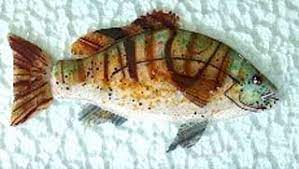 Fused Glass Fish By Nancy Wadelton New Smyrna Beach Florida Glass Fish Fused Glass Fish Art