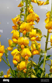 Image result for Crotalaria schliebenii