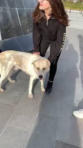 pin by nour eddin nour eddin on nour mar 5 creative expressions labrador retriever women s blazer