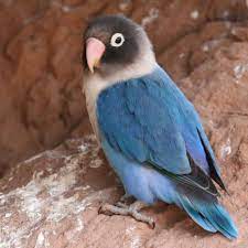 Maybe you would like to learn more about one of these? Buy Blue Black Masked Lovebirds For Sale