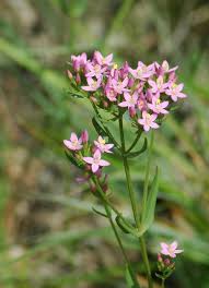 Image result for Chironia laxiflora