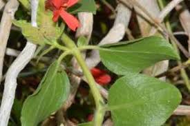 Image result for Petalidium bracteatum