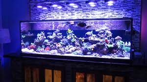 Approx 200g country of origin: Tony Nguyen Saltwater Fish Tank Reef Aquarium Ben 200 Gallon Super Efficient Sps Dominated Youtube