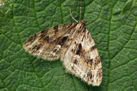 Image result for Trichopteryx