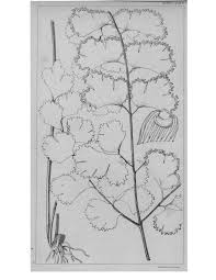 Image result for Hermannia boraginiflora