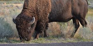 What is the average weight of a bison? Man Dead After Possible Bison Attack In Antelope Island Utah