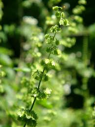 Image result for Rumex ruwenzoriensis