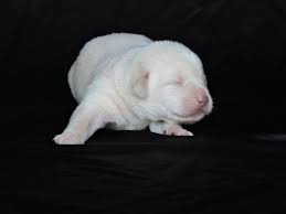 Maybe you would like to learn more about one of these? Silver Lab Puppies For Sale 12 26 2019 Silver Labs For Sale Dog Training Dog Boarding Serenity Ranch Kennels