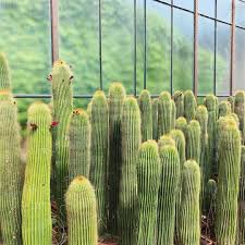 Image result for Neoboutonia