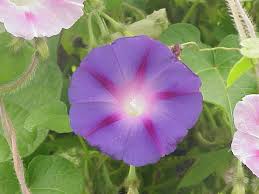 Image result for Ipomoea shupangensis