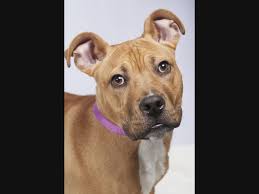 Puppy ownership is more popular than ever as people have come to realize the joy, love. Latest Pets To Go Up For Adoption In The Tinley Park Area Tinley Park Il Patch