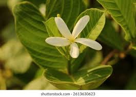 Image result for Holarrhena pubescens