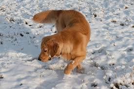 Breeding healthy golden retriever puppies with sound temperaments. Canadian Golden Retriever Investigating First Snow Photograph By Karen Rispin