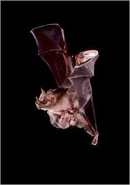 Birds On The Bat Twitter Mom And Baby Bat Leaf Nose Bat Bat Flying Bat Bat Conservation International
