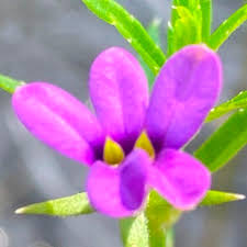 Image result for Monopsis stellarioides