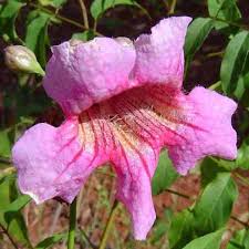 Image result for Podranea brycei